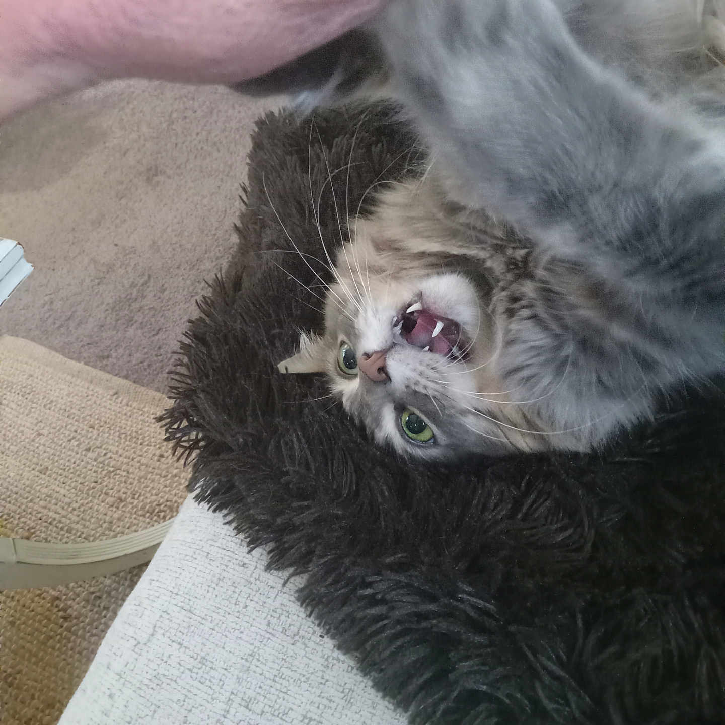 Kim Womack is registered to the contest to win money with this photo: animal, carpet, cat, closeup, cozy, fluffy_bed, fur, furniture, green_eyes, grey, hand, indoor, interaction, paw, pet, playful, resting, tabby, teeth, whiskers