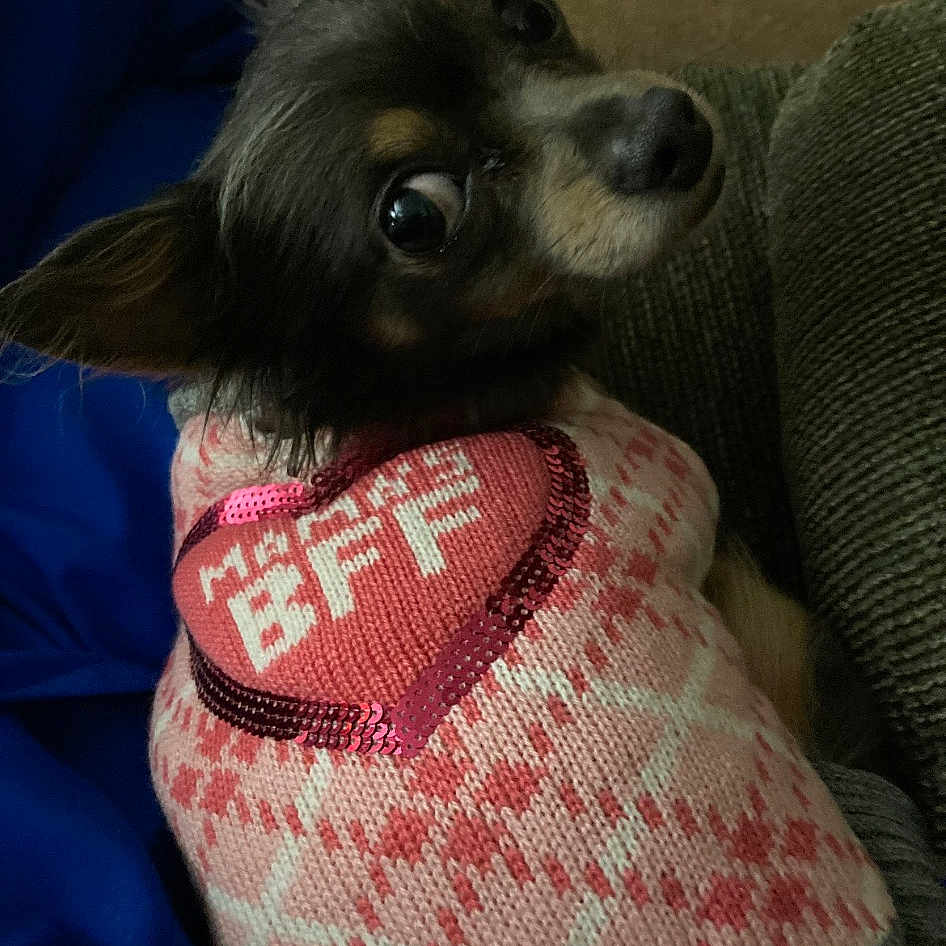 Lulu joined the competition — help win amazing prizes! canidae, carnivore, comfort, companion_dog, couch, dog, dog_breed, dog_supply, fawn, fur, happy, linens, magenta, pattern, photo_caption, selfie, snout, sporting_group, square, whiskers