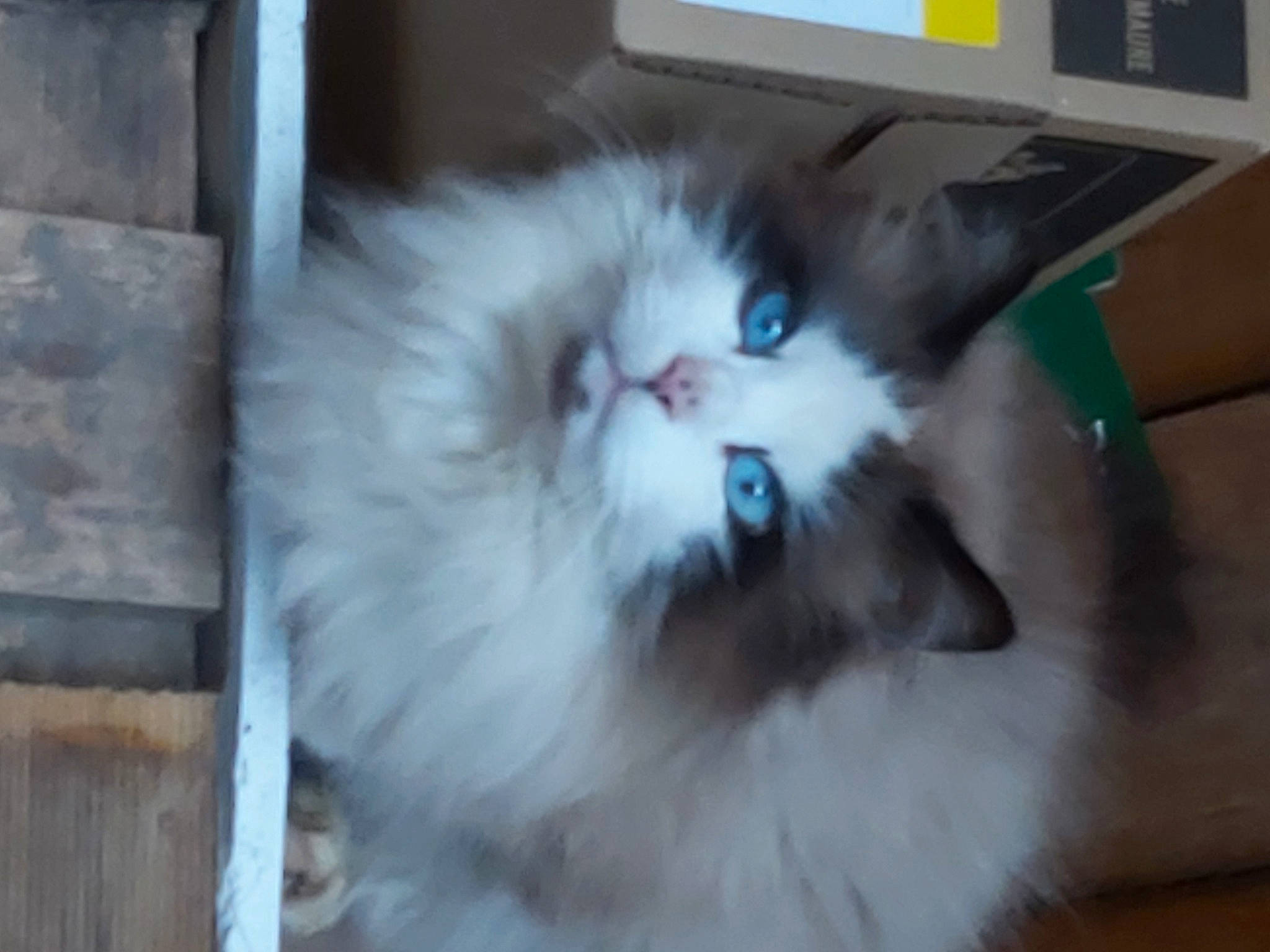 Libsy a rejoint le concours — aidez-le/la à gagner de superbes lots ! british_longhair, carnivore, cat, eye, felidae, fur, hardwood, paw, persian, ragdoll, small_to_medium_sized_cats, snout, tail, terrestrial_animal, whiskers