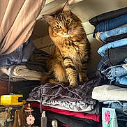 Cookie joined the competition — help win amazing prizes! cat, tabby, clothes, folded_clothes, closet, denim, jeans, skincare, bottle, serum, curtain, shelf, fur, pet, indoor, stack, fabric, orange, striped, cute