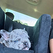 Ruby joined the competition — help win amazing prizes! puppy, dog, french_bulldog, blue_eyes, car, car_seat, seat_cover, animal, pet, sleepy, close_up, young_animal, cozy, black, interior, window, sunlight, resting, cute, fur