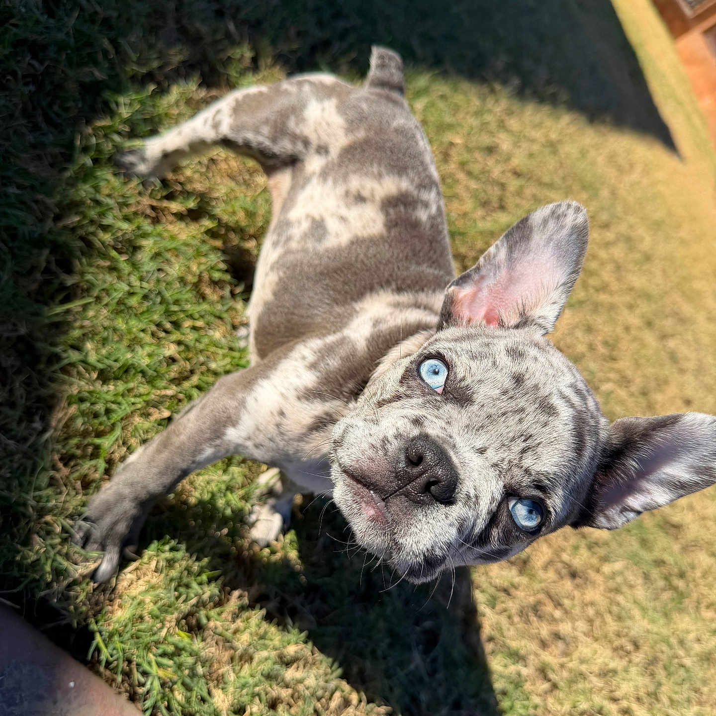 Ruby joined the competition — help win amazing prizes! animal, blue_eyes, canine, close_up, curious, daylight, dog, ears_up, grass, mammal, nature, outdoor, pet, playful, portrait, puppy, shadow, speckled_coat, sunlight, young