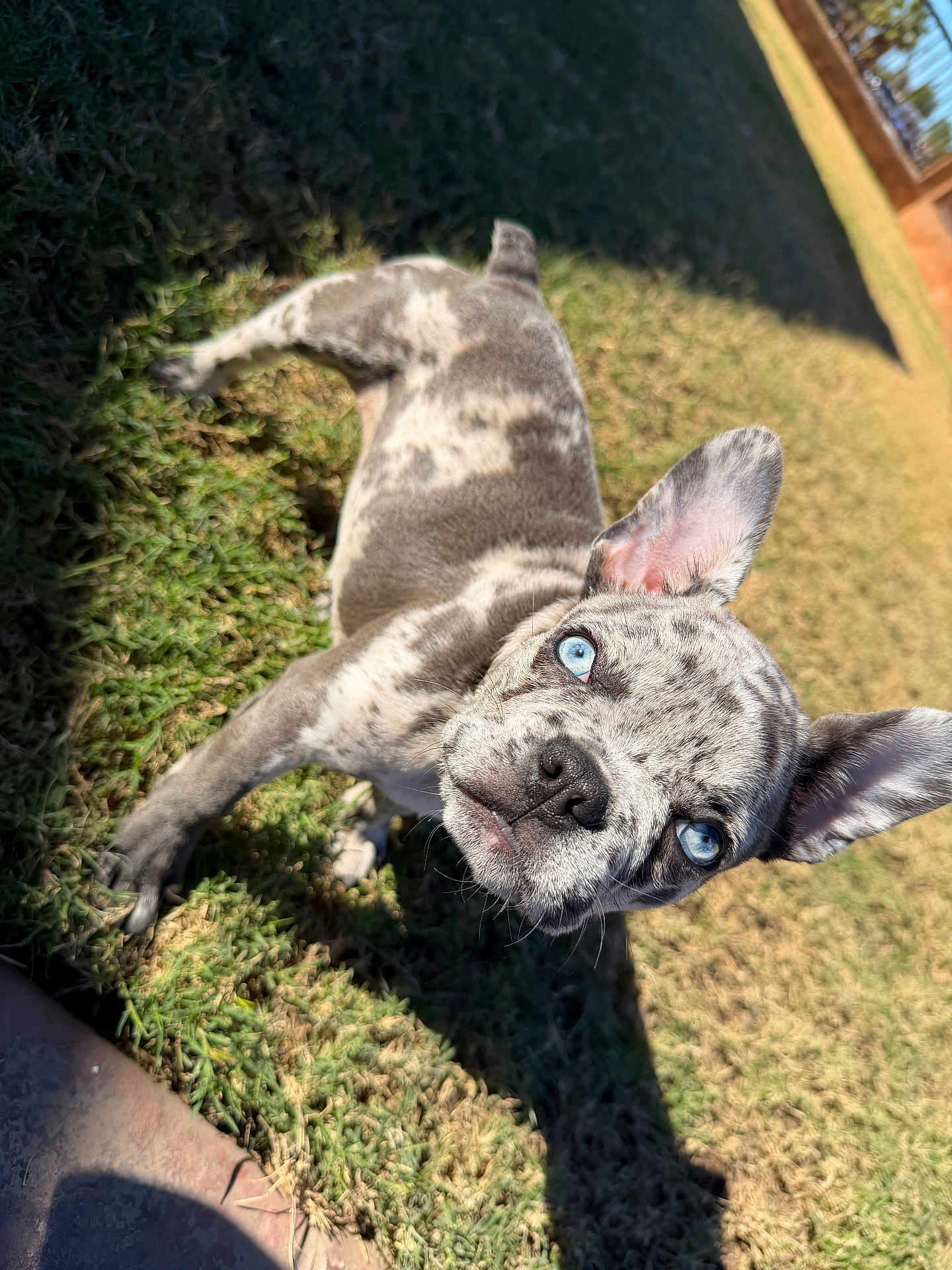 Ruby joined the competition — help win amazing prizes! dog, puppy, blue_eyes, speckled_coat, grass, outdoor, sunlight, shadow, pet, animal, canine, curious, ears_up, young, playful, nature, portrait, close_up, daylight, mammal
