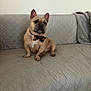 dog, french_bulldog, bow_tie, couch, quilted, pet, indoor, animal, cute, sitting, brown, small_dog, looking, ears_up, decor, furniture, home, companion, canine, friendly