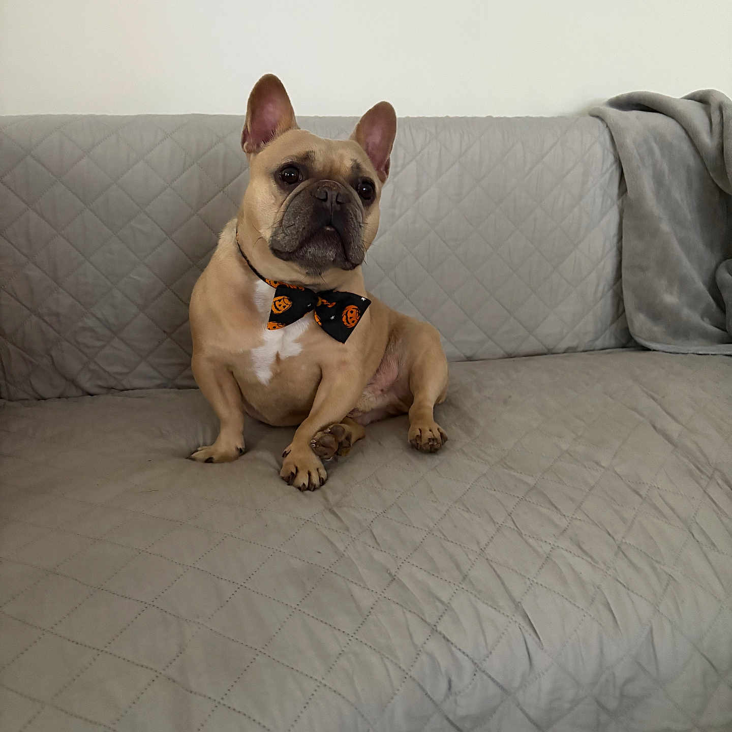 Buster is registered to the contest to win money with this photo: animal, bow_tie, brown, canine, companion, couch, cute, decor, dog, ears_up, french_bulldog, friendly, furniture, home, indoor, looking, pet, quilted, sitting, small_dog