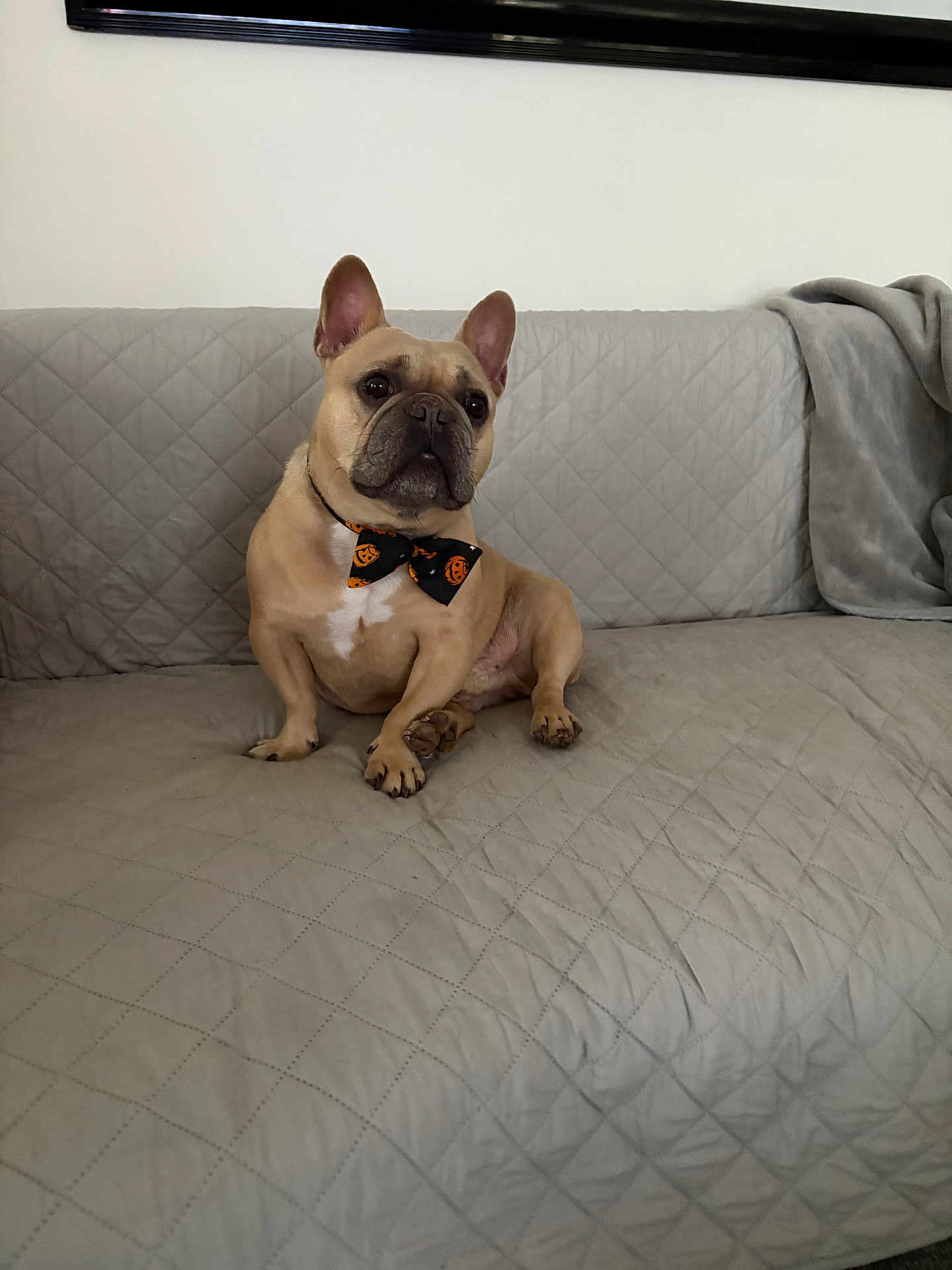 Buster is registered to the contest to win money with this photo: dog, french_bulldog, bow_tie, couch, quilted, pet, indoor, animal, cute, sitting, brown, small_dog, looking, ears_up, decor, furniture, home, companion, canine, friendly