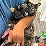 cat, kitten, tortoiseshell_cat, pet, animal, indoor, person, hand, ring, floor, broom, food_bag, cozy, cute, domestic, feline, holding, curious, close_up, home