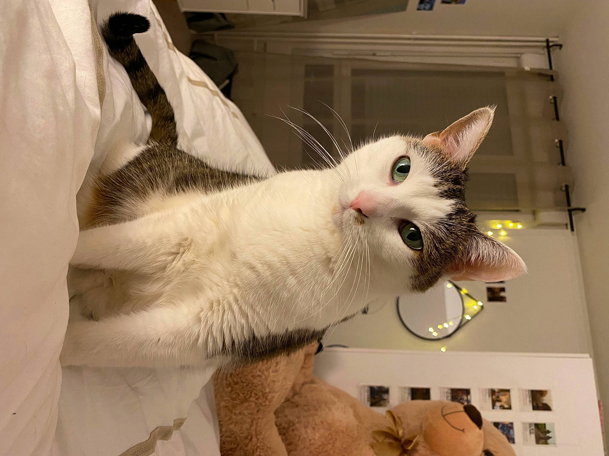 Loly participe au concours pour gagner de l'argent avec cette photo : carnivore, cat, claw, collar, domestic_short_haired_cat, ear, fang, fawn, felidae, fur, paw, small_to_medium_sized_cats, snout, tail, whiskers