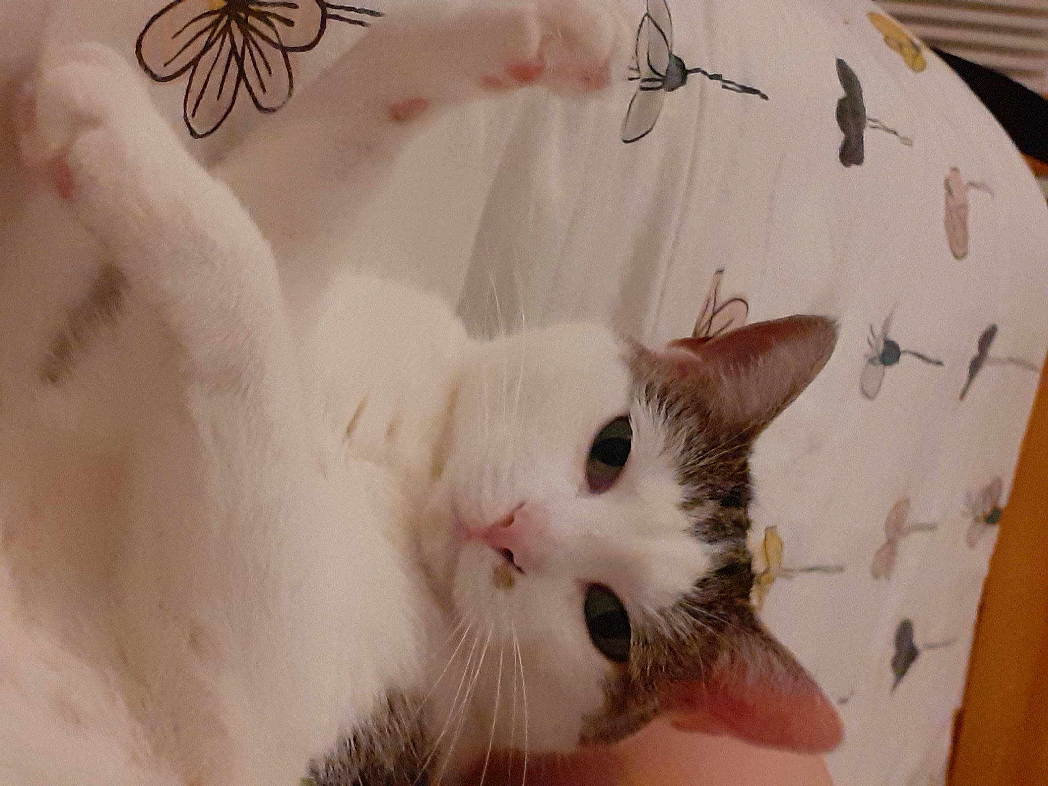 Loly participe au concours pour gagner de l'argent avec cette photo : arthropod, carnivore, cat, comfort, creative_arts, domestic_short_haired_cat, felidae, fur, linens, photography, pollinator, small_to_medium_sized_cats, snout, tail, terrestrial_animal, whiskers, white