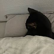 Crépuscule a rejoint le concours — aidez-le/la à gagner de superbes lots ! black_cat, cat, blanket, couch, indoor, pet, feline, sleeping, cozy, resting, fur, ear, home, quiet, texture, wall, soft, comfort, animal, relaxation