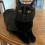 Crépuscule participe au concours pour gagner de l'argent avec cette photo : black_cat, cat, animal, pet, feline, yellow_eyes, indoor, wooden_table, curious, relaxed, fur, whiskers, ears, close_up, portrait, domestic_cat, table, chair, home, mammal