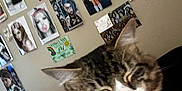 Finnly joined the competition — help win amazing prizes! cat, tabby, feline, close_up, indoor, poster, wall, decor, mouth_open, whiskers, fur, pet, animal, cute, face, ears, cozy, room, expression, sleepy