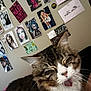 cat, tabby, feline, close_up, indoor, poster, wall, decor, mouth_open, whiskers, fur, pet, animal, cute, face, ears, cozy, room, expression, sleepy