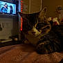 Finnly is registered to the contest to win money with this photo: cat, tabby, indoor, blanket, soft, furniture, television, lights, red_lights, cozy, pet, animal, whiskers, ears, face, paws, relaxing, home, room, dim_lighting