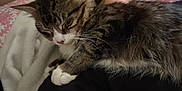 Finnly is registered to the contest to win money with this photo: cat, tabby_cat, person, shoulder, sleepy, fur, blanket, indoor, close_up, resting, cozy, pet, animal, face, comfort, pink_background, white_blanket, black_clothing, whiskers, fur_texture