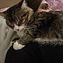 Finnly is registered to the contest to win money with this photo: cat, tabby_cat, person, shoulder, sleepy, fur, blanket, indoor, close_up, resting, cozy, pet, animal, face, comfort, pink_background, white_blanket, black_clothing, whiskers, fur_texture