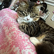 Finnly joined the competition — help win amazing prizes! cat, tabby, pet, animal, feline, indoor, bed, blanket, pink, floral_pattern, resting, fur, whiskers, ears, tail, cute, domestic, cozy, relaxed, portrait