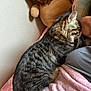 cat, tabby_cat, person, blanket, plush_toy, lion_toy, bed, snuggling, cozy, indoor, soft_texture, furry, striped, resting, pink, gray_shirt, comfort, animal, pet, cute