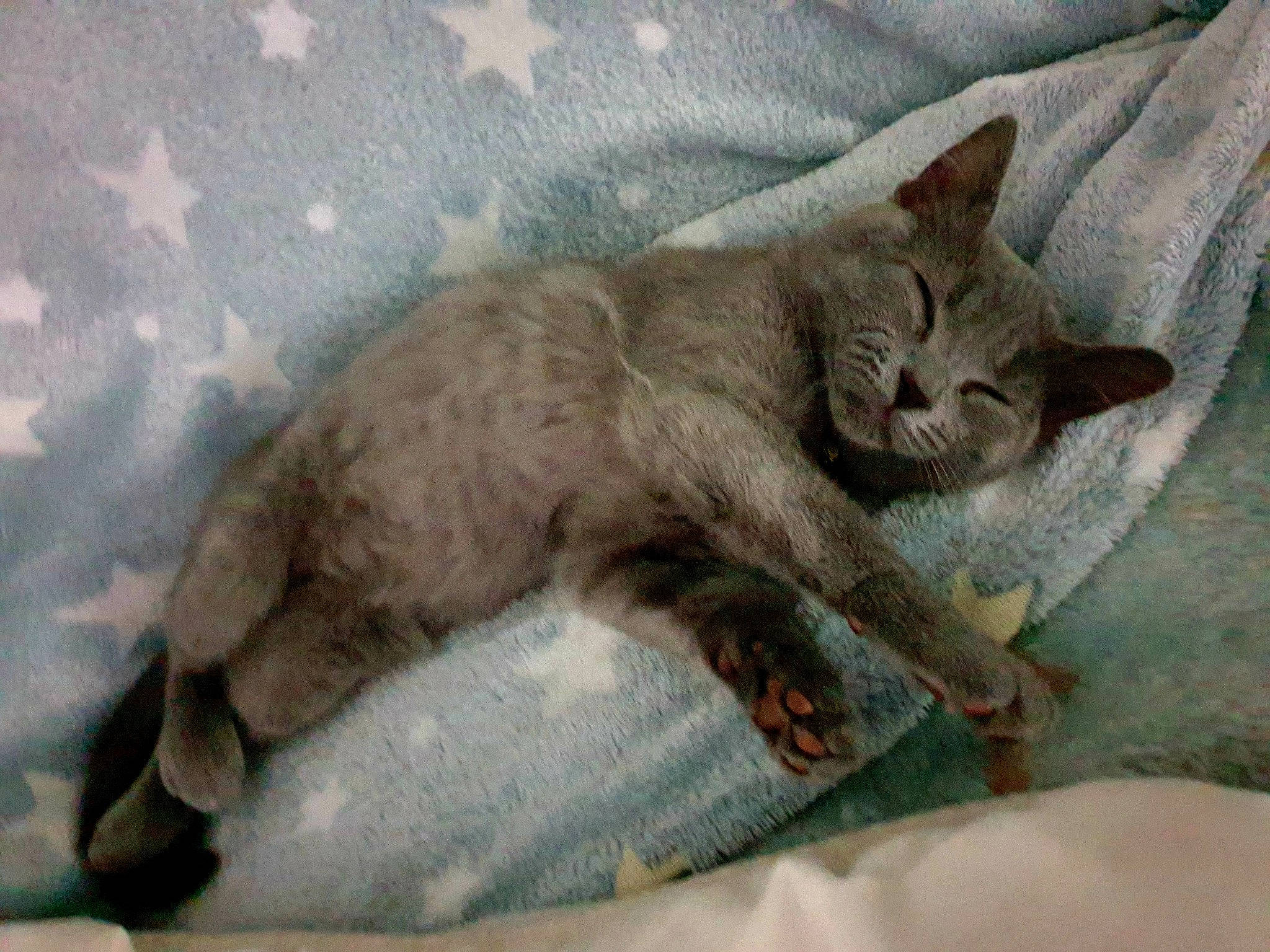 Shadow. a rejoint le concours — aidez-le/la à gagner de superbes lots ! carnivore, cat, cat_bed, cat_supply, comfort, domestic_short_haired_cat, fawn, felidae, fur, linens, nap, paw, russian_blue, sleep, small_to_medium_sized_cats, snout, tail, whiskers