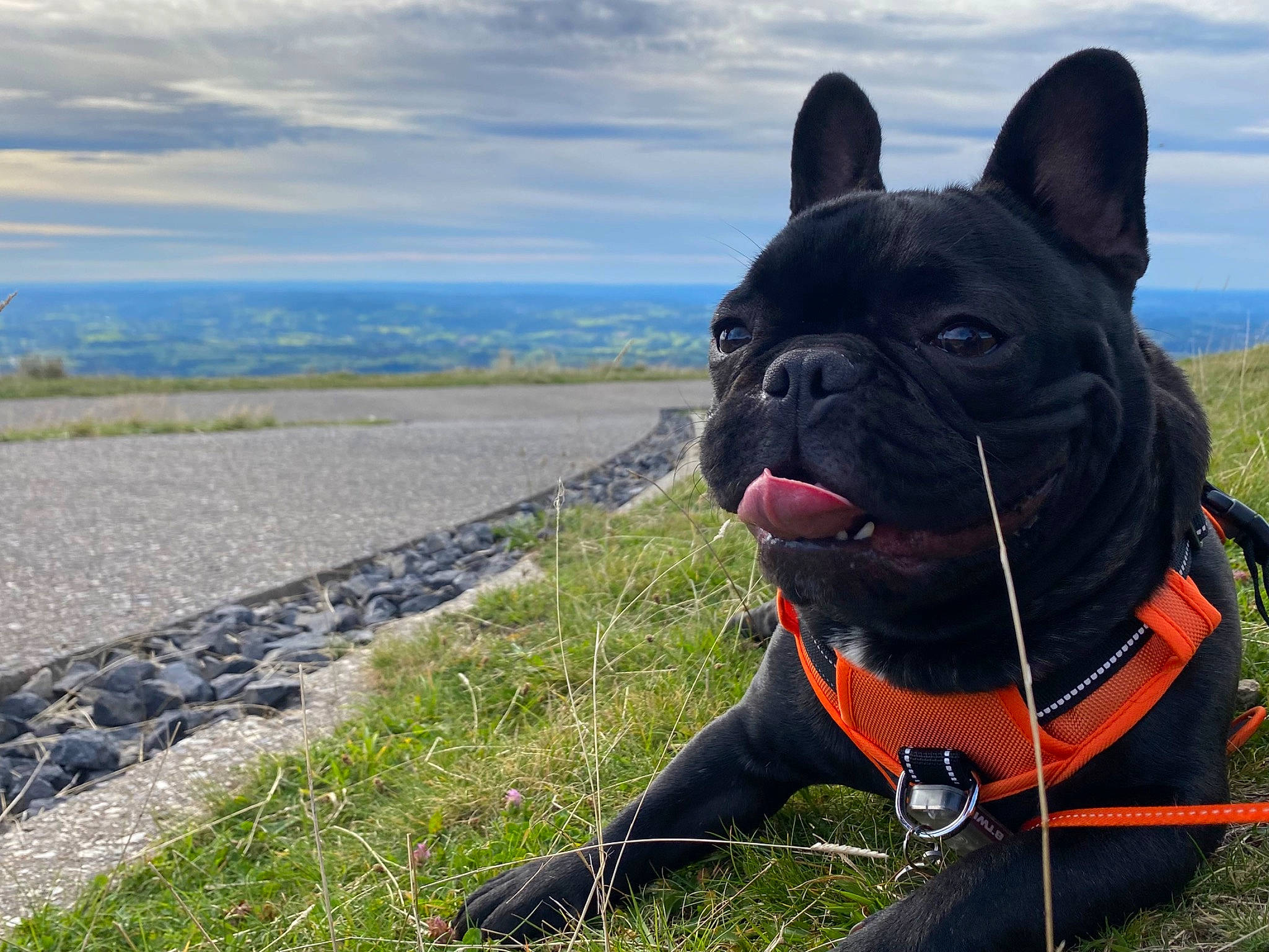 Smok participe au concours pour gagner de l'argent avec cette photo : bulldog, canidae, carnivore, cloud, collar, companion_dog, dog, dog_breed, dog_collar, electric_blue, fawn, grass, leash, plant, sculpture, sky, snout, sporting_group, water, working_animal