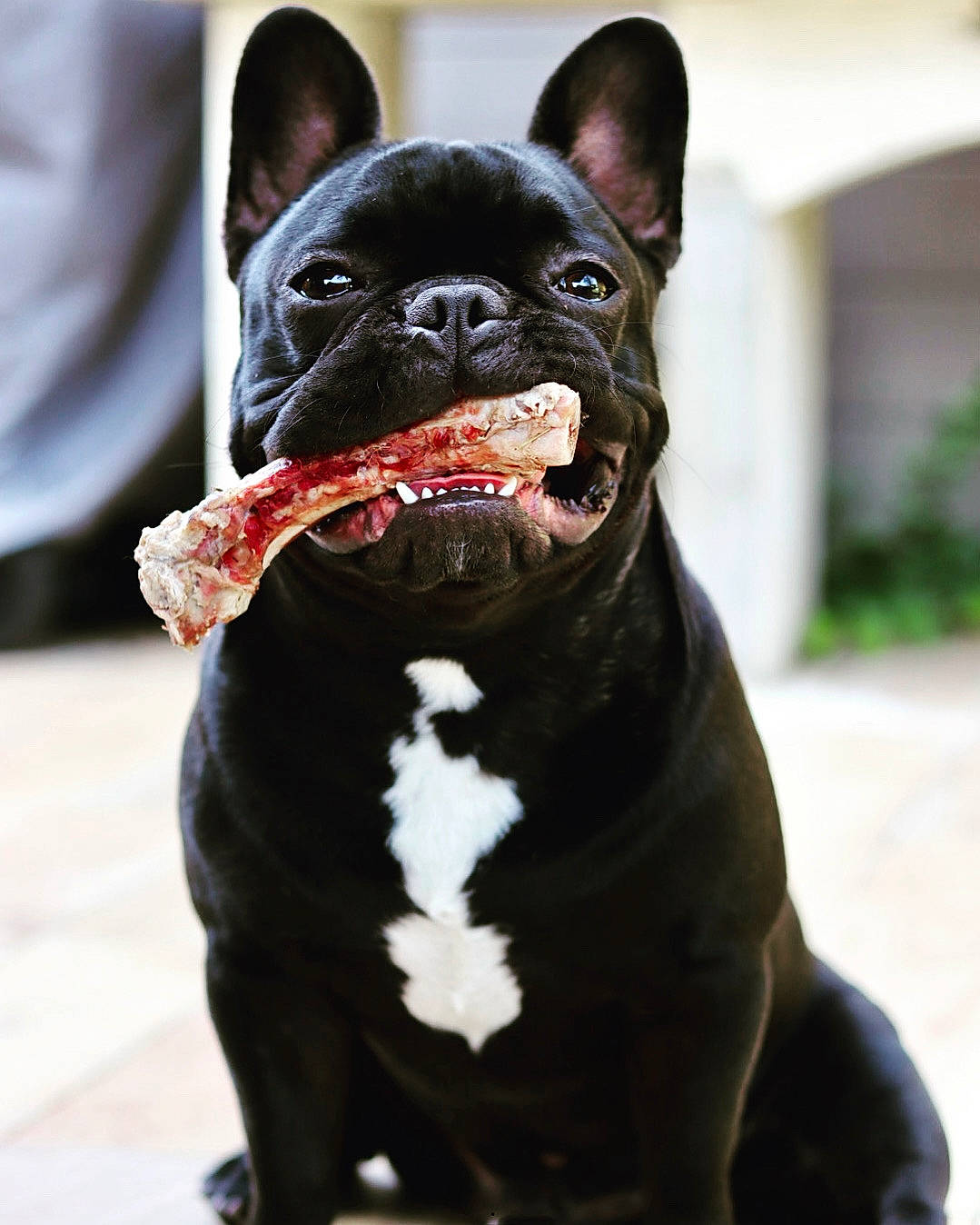 Smok participe au concours pour gagner de l'argent avec cette photo : bulldog, canidae, carnivore, collar, companion_dog, dog, dog_breed, dog_collar, electric_blue, fawn, fur, non_sporting_group, plant, snout, sporting_group, tail, terrestrial_animal, whiskers, working_animal, working_dog