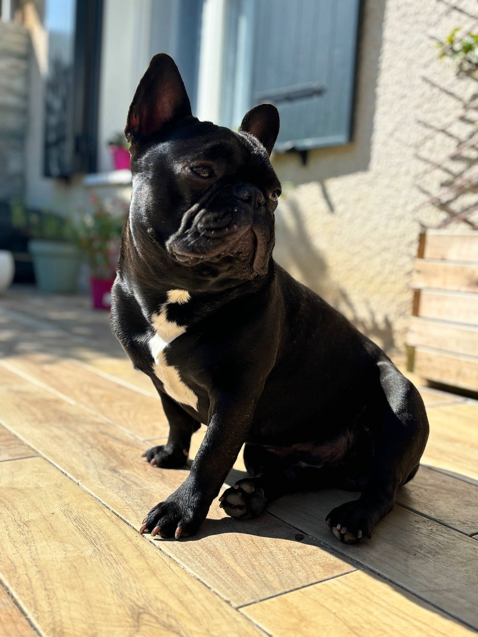 Smok participe au concours pour gagner de l'argent avec cette photo : bulldog, carnivore, collar, companion_dog, dog, dog_breed, dog_collar, fawn, flooring, flowerpot, hardwood, plank, plant, pug, snout, toy_dog, whiskers, window, wood, working_animal