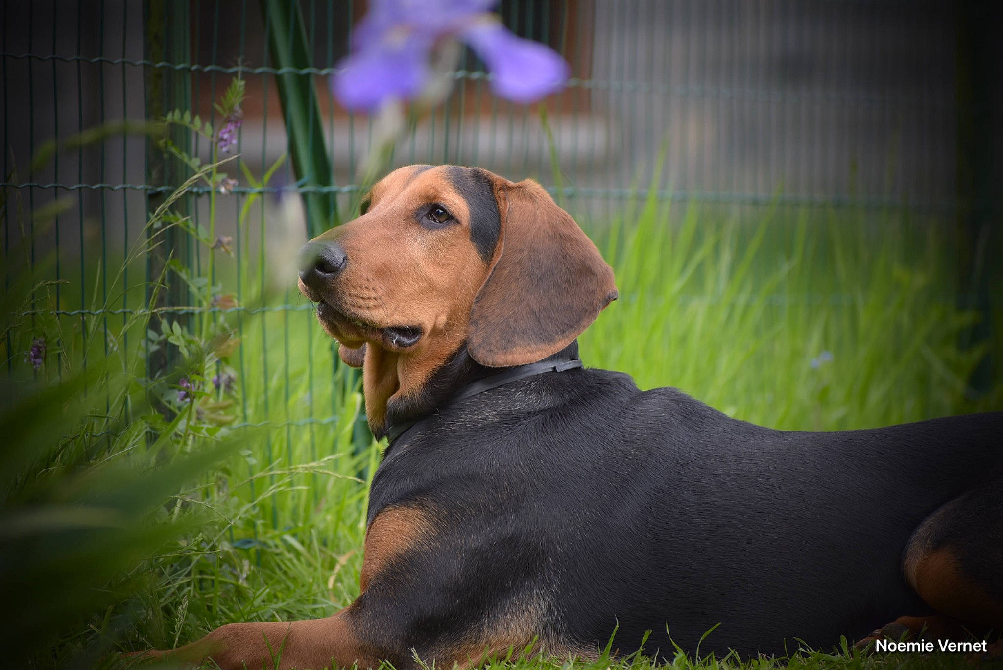 Taïka a rejoint le concours — aidez-le/la à gagner de superbes lots ! canidae, carnivore, companion_dog, dog, dog_breed, dog_supply, fawn, grass, guard_dog, hound, liver, pet_supply, plant, prairie, snout, sporting_group, terrestrial_animal, whiskers, working_animal, working_dog