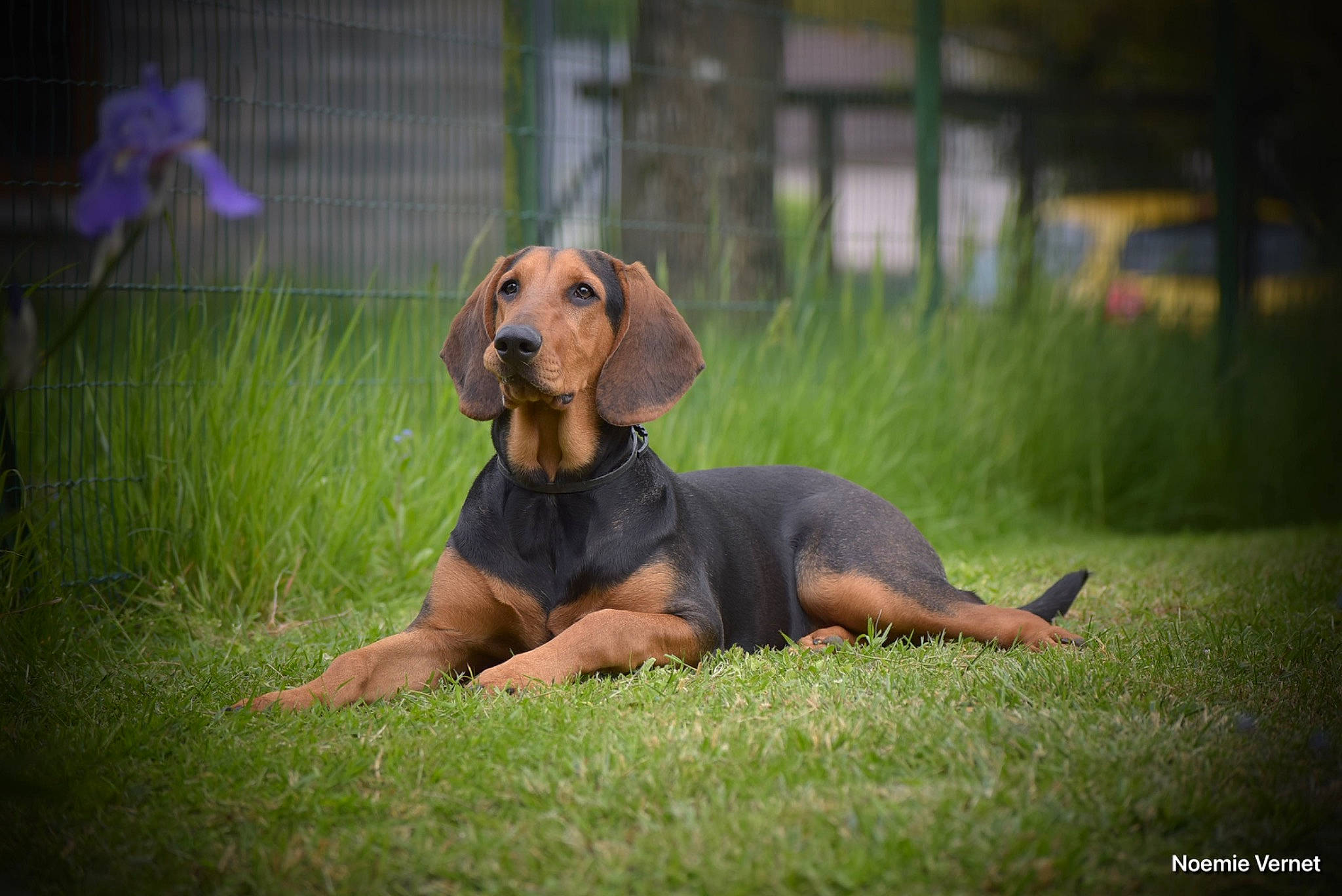 Taïka participe au concours pour gagner de l'argent avec cette photo : ball, canidae, carnivore, companion_dog, dog, dog_breed, dog_supply, fawn, grass, grassland, guard_dog, hound, liver, plant, scent_hound, snout, terrestrial_animal, whiskers, working_animal, working_dog