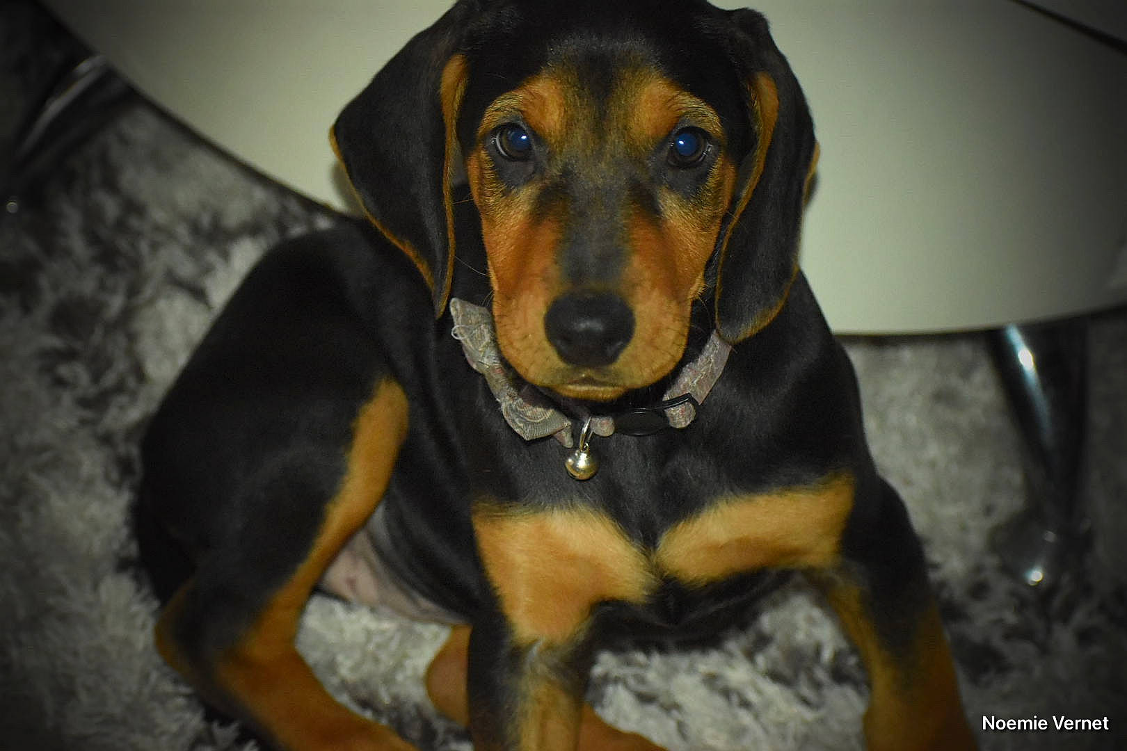 Taïka participe au concours pour gagner de l'argent avec cette photo : austrian_black_and_tan_hound, automotive_lighting, automotive_parking_light, canidae, carnivore, companion_dog, dog, dog_breed, guard_dog, hound, hunting_dog, pet_supply, snout, sporting_group, whiskers, windshield, working_animal, working_dog