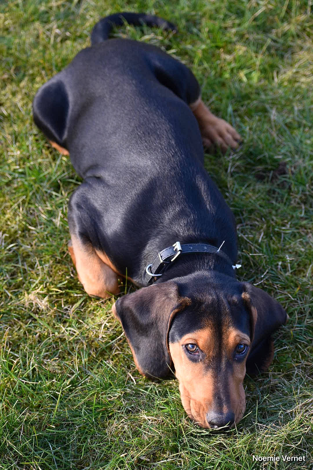 Taïka participe au concours pour gagner de l'argent avec cette photo : canidae, carnivore, collar, companion_dog, dog, dog_breed, dog_collar, dog_supply, fashion_accessory, fawn, grass, guard_dog, hound, leash, pet_supply, plant, snout, sporting_group, tail, working_animal
