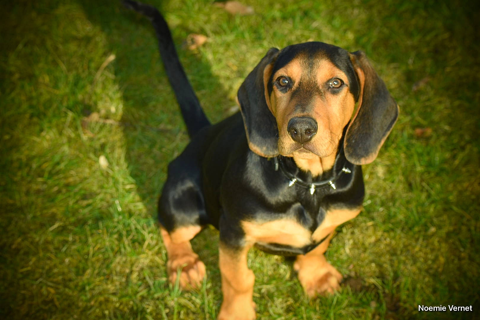 Taïka a rejoint le concours — aidez-le/la à gagner de superbes lots ! canidae, carnivore, companion_dog, dog, dog_breed, fawn, grass, guard_dog, hound, hunting_dog, plant, puppy, scent_hound, snout, sporting_group, terrestrial_animal, whiskers, working_animal, working_dog