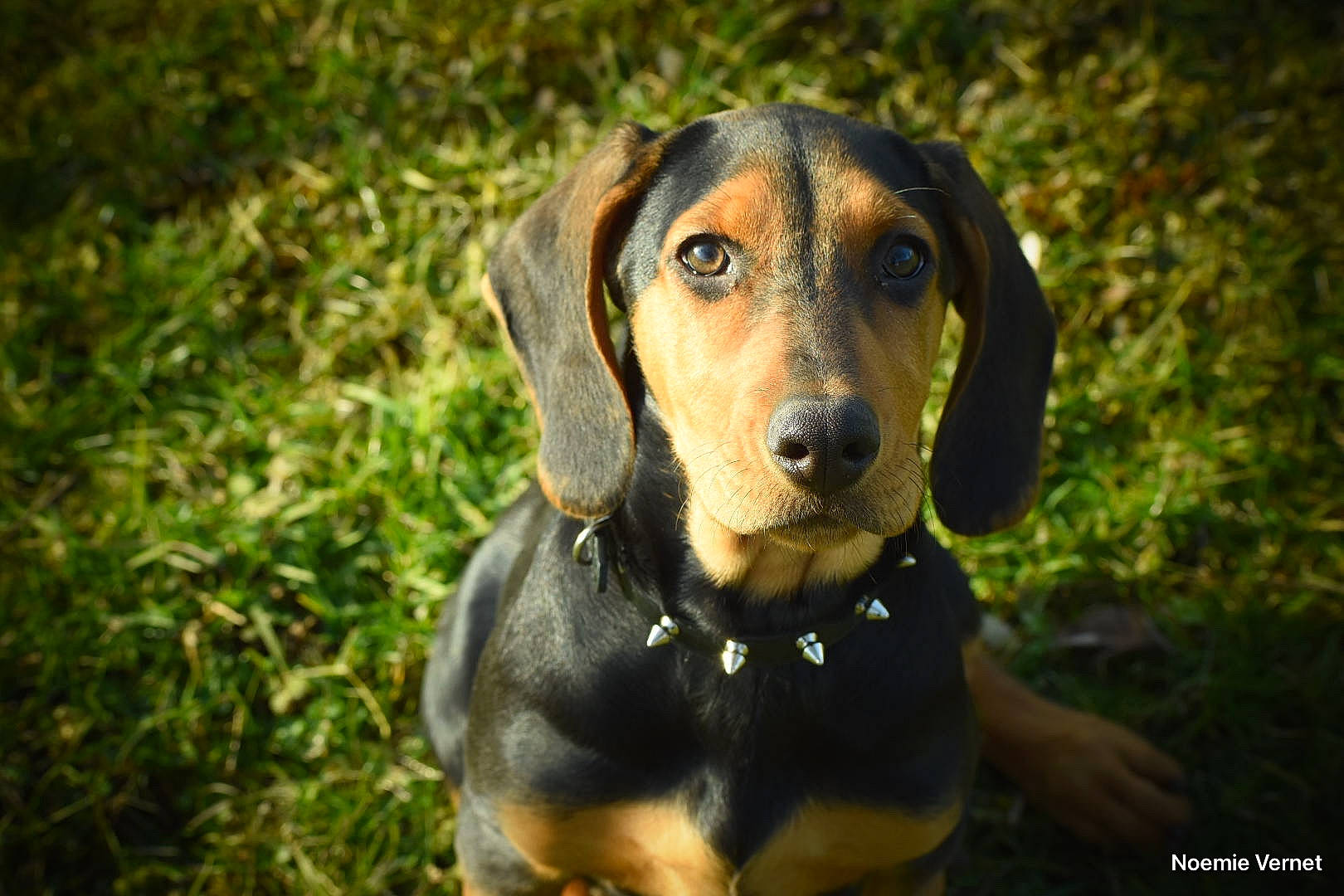 Taïka participe au concours pour gagner de l'argent avec cette photo : canidae, carnivore, companion_dog, dog, dog_breed, fawn, grass, guard_dog, hound, hunting_dog, plant, puppy, scent_hound, snout, sporting_group, terrestrial_animal, whiskers, working_animal, working_dog