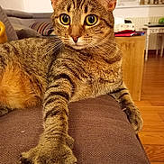 Cyrilla Brenel a rejoint le concours — aidez-le/la à gagner de superbes lots ! cat, tabby, paw, claws, couch, indoor, furniture, living_room, wooden_floor, relaxed, close_up, whiskers, ears, eyes, striped, pet, animal, home, curiosity, stretching