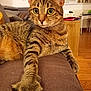 cat, tabby, paw, claws, couch, indoor, furniture, living_room, wooden_floor, relaxed, close_up, whiskers, ears, eyes, striped, pet, animal, home, curiosity, stretching