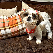 Chula is registered to the contest to win money with this photo: dog, small_dog, fluffy, orange_bow, orange_necklace, couch, brown_couch, patterned_couch, plaid_pillow, pillows, indoor, pet, cute, fur, animal, cozy, home, decor, portrait, looking_at_camera