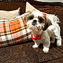 dog, small_dog, fluffy, orange_bow, orange_necklace, couch, brown_couch, patterned_couch, plaid_pillow, pillows, indoor, pet, cute, fur, animal, cozy, home, decor, portrait, looking_at_camera