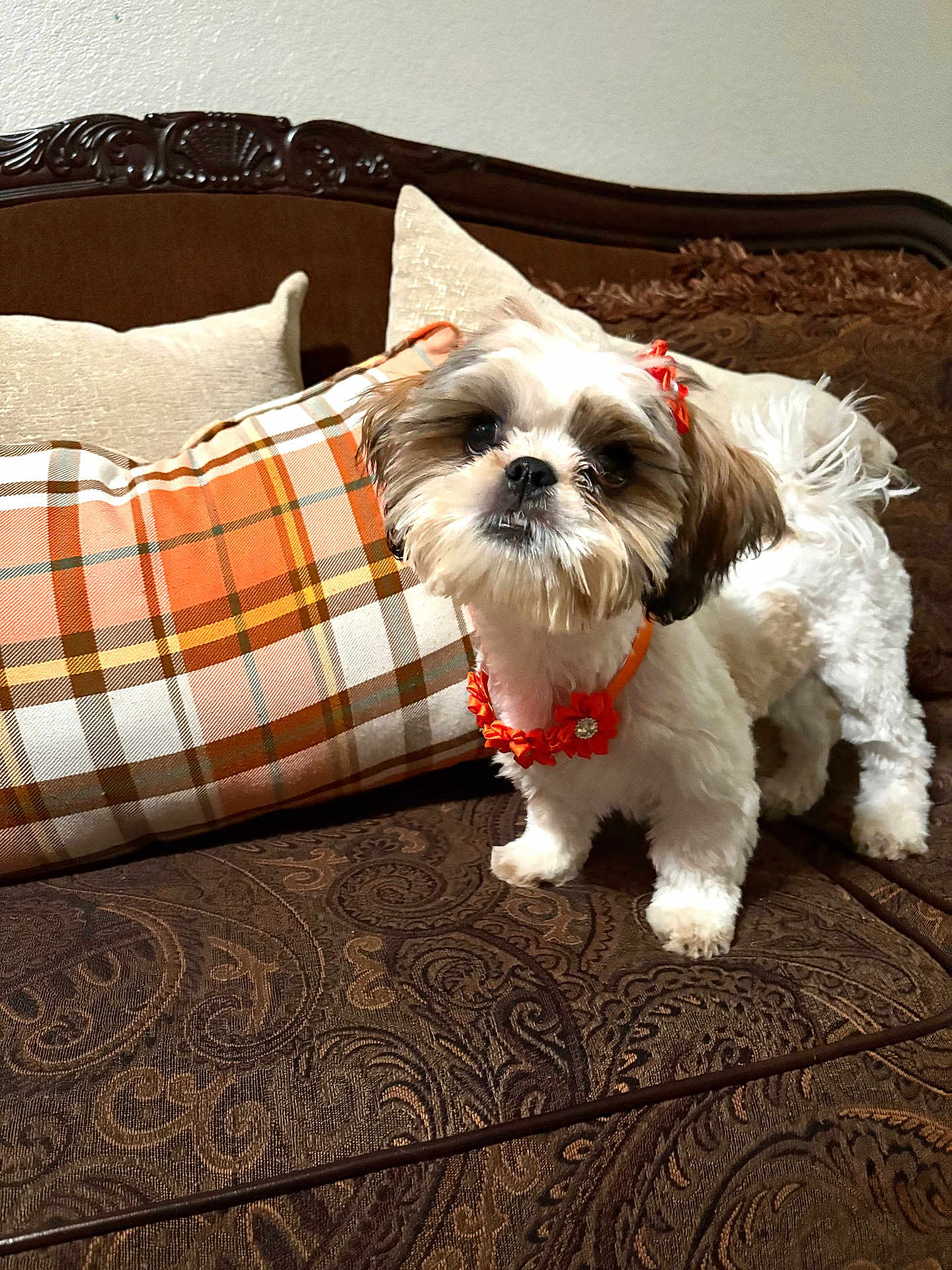 Chula is registered to the contest to win money with this photo: dog, small_dog, fluffy, orange_bow, orange_necklace, couch, brown_couch, patterned_couch, plaid_pillow, pillows, indoor, pet, cute, fur, animal, cozy, home, decor, portrait, looking_at_camera