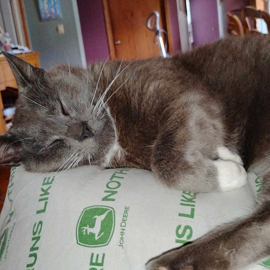 Smokey is registered to the contest to win money with this photo: animal, cat, closeup, cozy, cushion, domestic, door, fur, furniture, gray_cat, home, indoor, john_deere, paw, pet, quiet, relaxed, resting, sleeping, whiskers