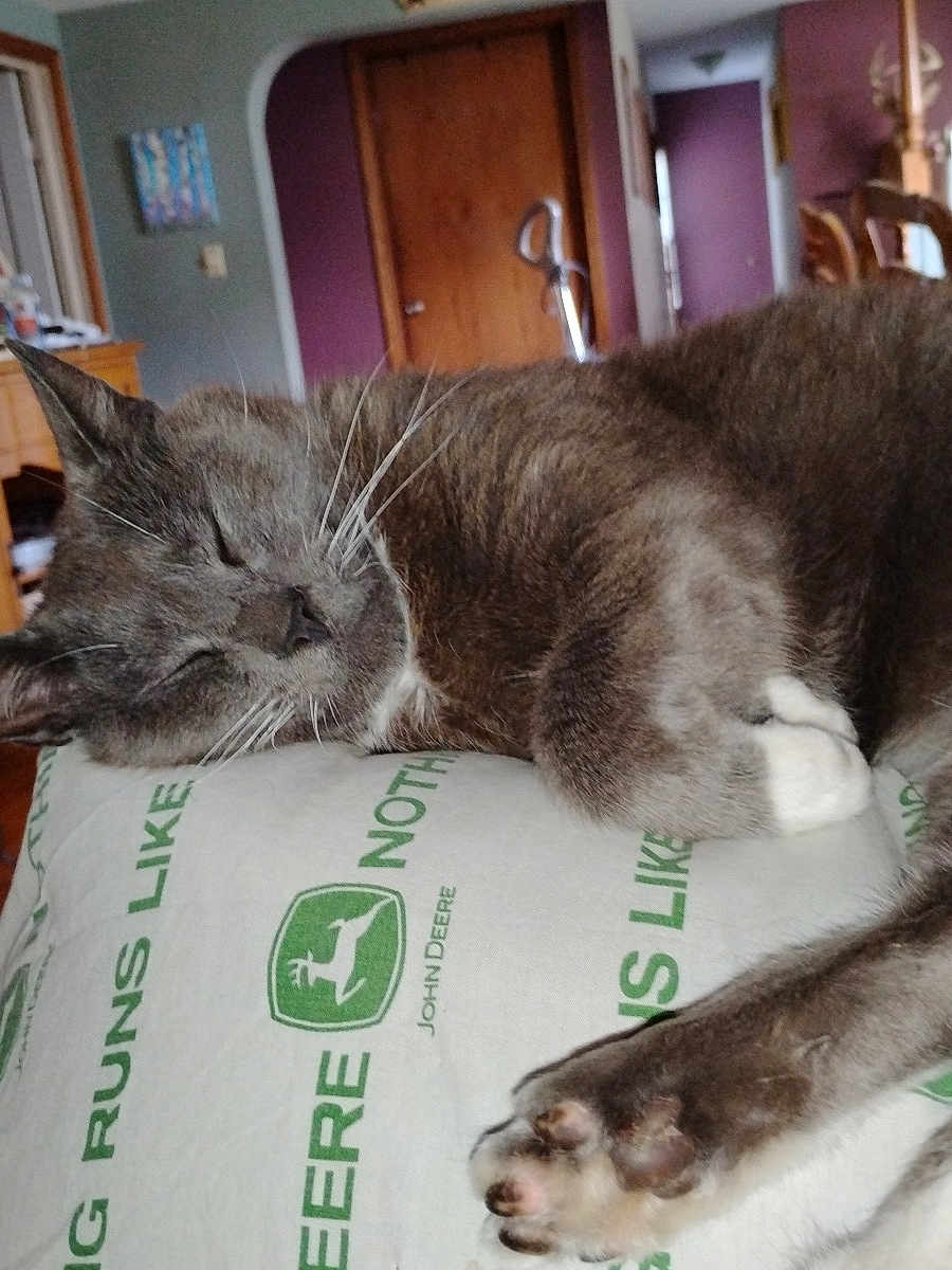 Smokey is registered to the contest to win money with this photo: cat, sleeping, paw, fur, indoor, cushion, john_deere, relaxed, pet, animal, whiskers, home, door, furniture, cozy, resting, closeup, domestic, gray_cat, quiet