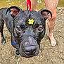 Smokey joined the competition — help win amazing prizes! dog, black_dog, flower, yellow_flower, close_up, brown_eyes, leash, red_leash, person, legs, barefoot, dirt, outdoor, nature, water, canine, pet, animal, summer, playful