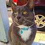 animal, bell, calm, cat, close_up, collar, daylight, domestic_cat, fur, gray_cat, outdoor, pet, porch, red_suv, sitting, vehicle, wheel, whiskers, white_paws, yellow_eyes