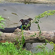 Gunner is registered to the contest to win money with this photo: dog, black_dog, water, log, grass, greenery, plant, outdoor, nature, muddy_water, collar, animal, curious, peeking, riverbank, leaves, stem, wood, pond, canine