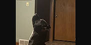 Gunner is registered to the contest to win money with this photo: animal, architecture, balloon, building, bulldog, canine, dog, furniture, hardwood, indoors, interiordesign, labradorretriever, livingroom, person, pet, plywood, puppy, room, sphere, wood