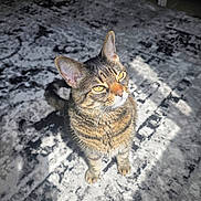 Mila is registered to the contest to win money with this photo: cat, tabby_cat, pet, indoor, carpet, sunlight, curious, feline, animal, whiskers, ears, yellow_eyes, sitting, looking_up, domestic_cat, striped_fur, floor, shadow, window_light, close_up