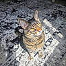 cat, tabby_cat, pet, indoor, carpet, sunlight, curious, feline, animal, whiskers, ears, yellow_eyes, sitting, looking_up, domestic_cat, striped_fur, floor, shadow, window_light, close_up