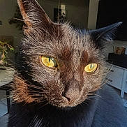 Nico is registered to the contest to win money with this photo: cat, black_cat, close_up, yellow_eyes, sunlight, whiskers, fur, indoor, pet, animal, face, portrait, domestic_cat, feline, curious, majestic, background_blur, houseplant, home_interior