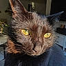 cat, black_cat, close_up, yellow_eyes, sunlight, whiskers, fur, indoor, pet, animal, face, portrait, domestic_cat, feline, curious, majestic, background_blur, houseplant, home_interior
