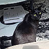 Nico joined the competition — help win amazing prizes! black_cat, cat, yellow_eyes, indoor, rug, marble_table, box, pet, animal, feline, looking_back, fur, domestic_cat, curled_tail, table_leg, shadow, home, floor, light, patterned_rug