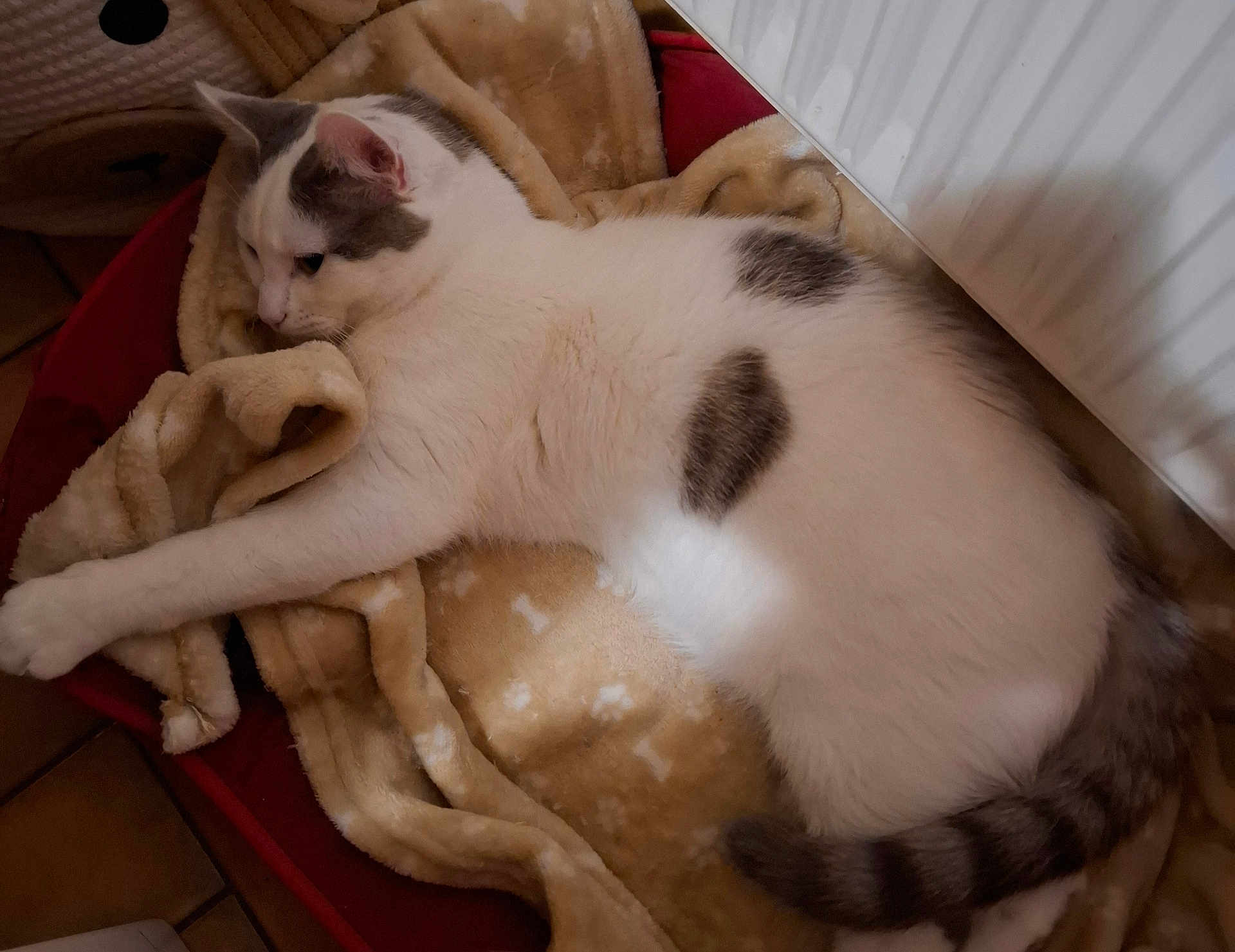 Fidgy participe au concours pour gagner de l'argent avec cette photo : cat, white_cat, gray_patches, blanket, pet_bed, indoor, resting, sleeping, cozy, feline, animal, paw, tail, relaxation, home, radiator, soft_texture, cute, domestic_cat, laying_down