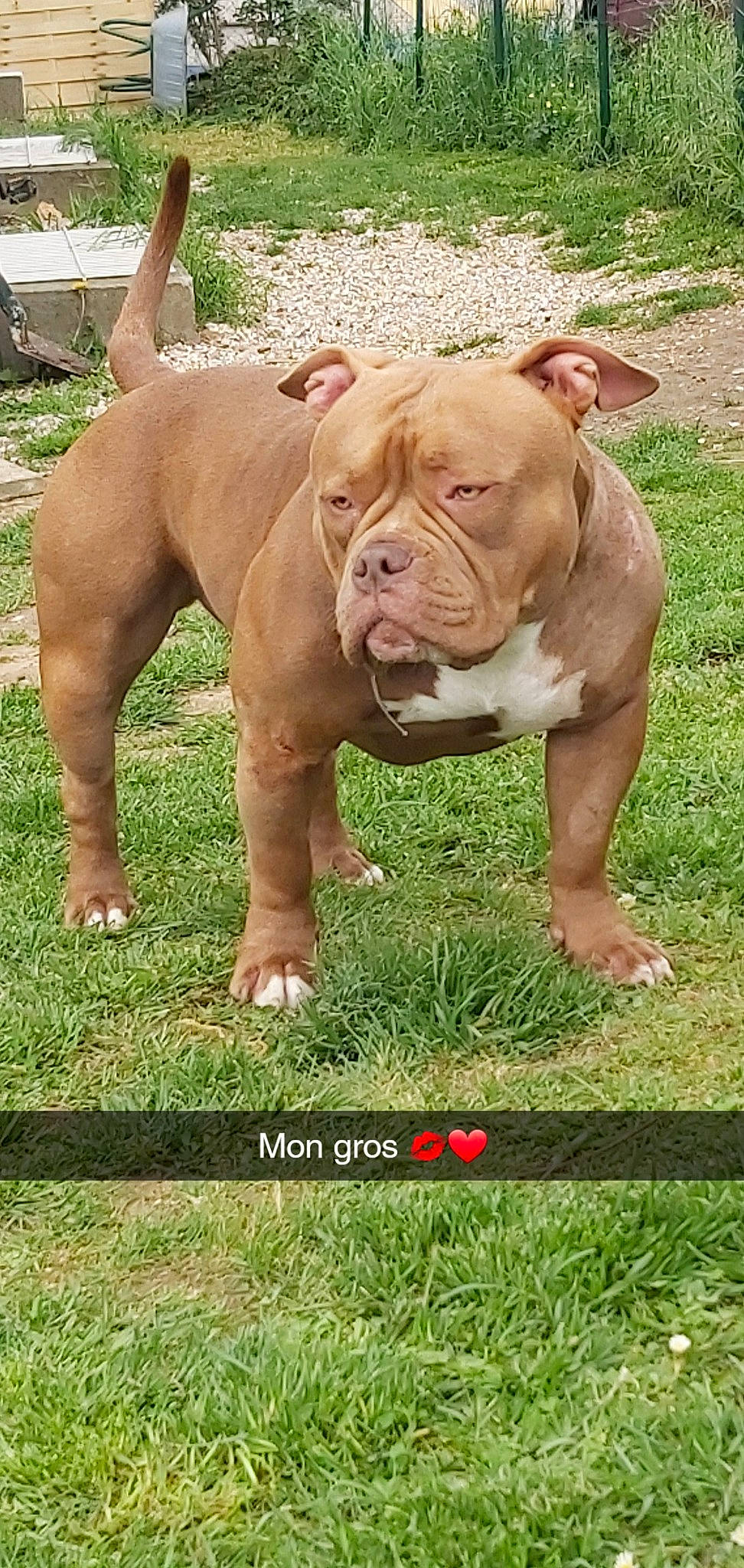 Rocky participe au concours pour gagner de l'argent avec cette photo : american_bulldog, australian_bulldog, british_bulldogs, bulldog, canidae, carnivore, dog, dog_breed, dorset_olde_tyme_bulldogge, grass, mammal, molosser, non_sporting_group, old_english_bulldog, olde_english_bulldogge, rare_breed_dog, renascence_bulldogge, snout, toy_bulldog, vertebrate